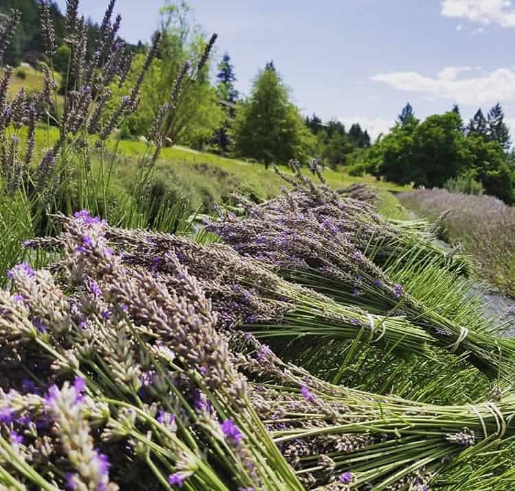 harvesting your lavender