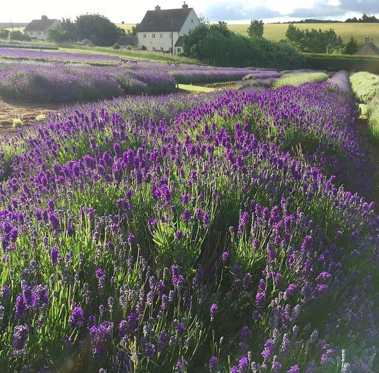 Lavender farm near you